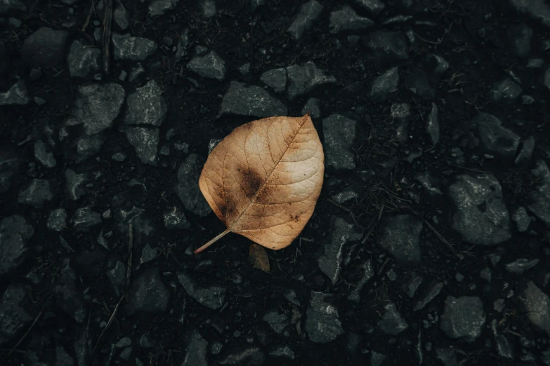 a leaf is sitting on the ground covered in rocks