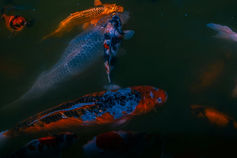 a group of colorful fish in a pond with water