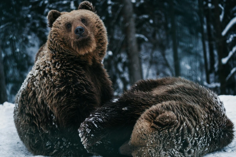 the bears are laying in the snow together