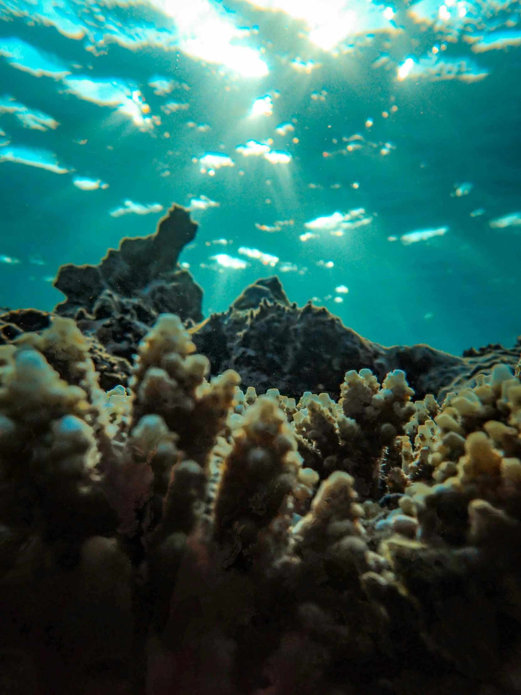 there is an underwater view of the sea floor