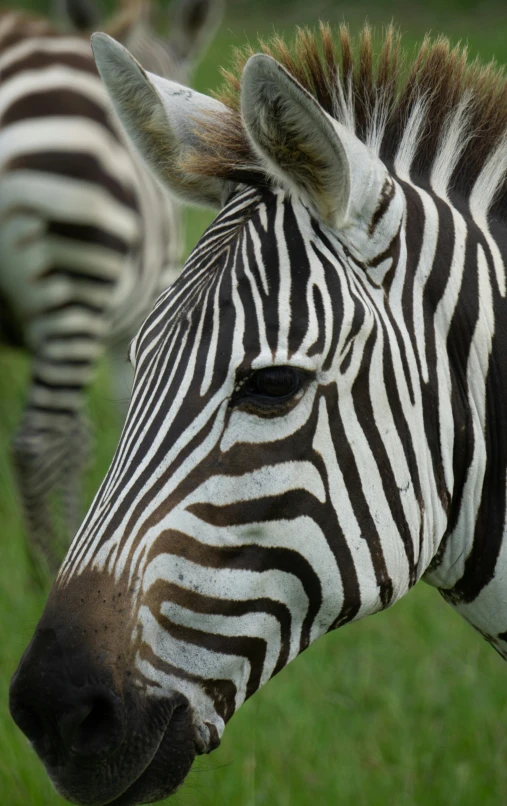 a close up of a ze's head on a grassy field