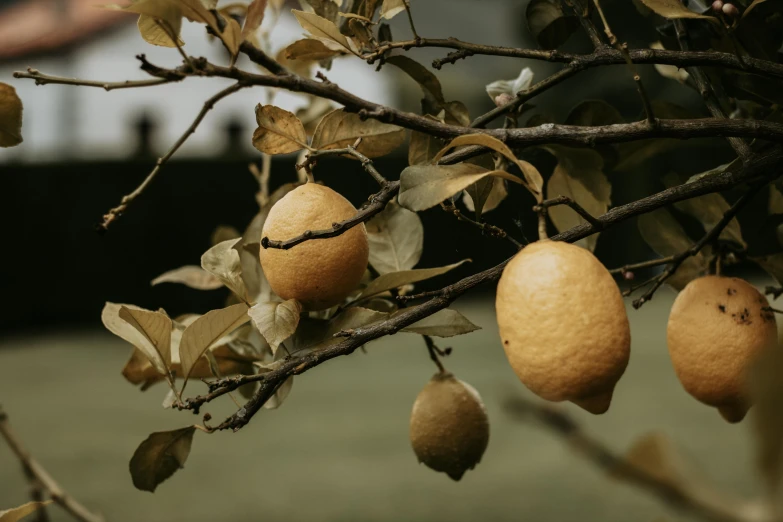 oranges are on the nches of an tree