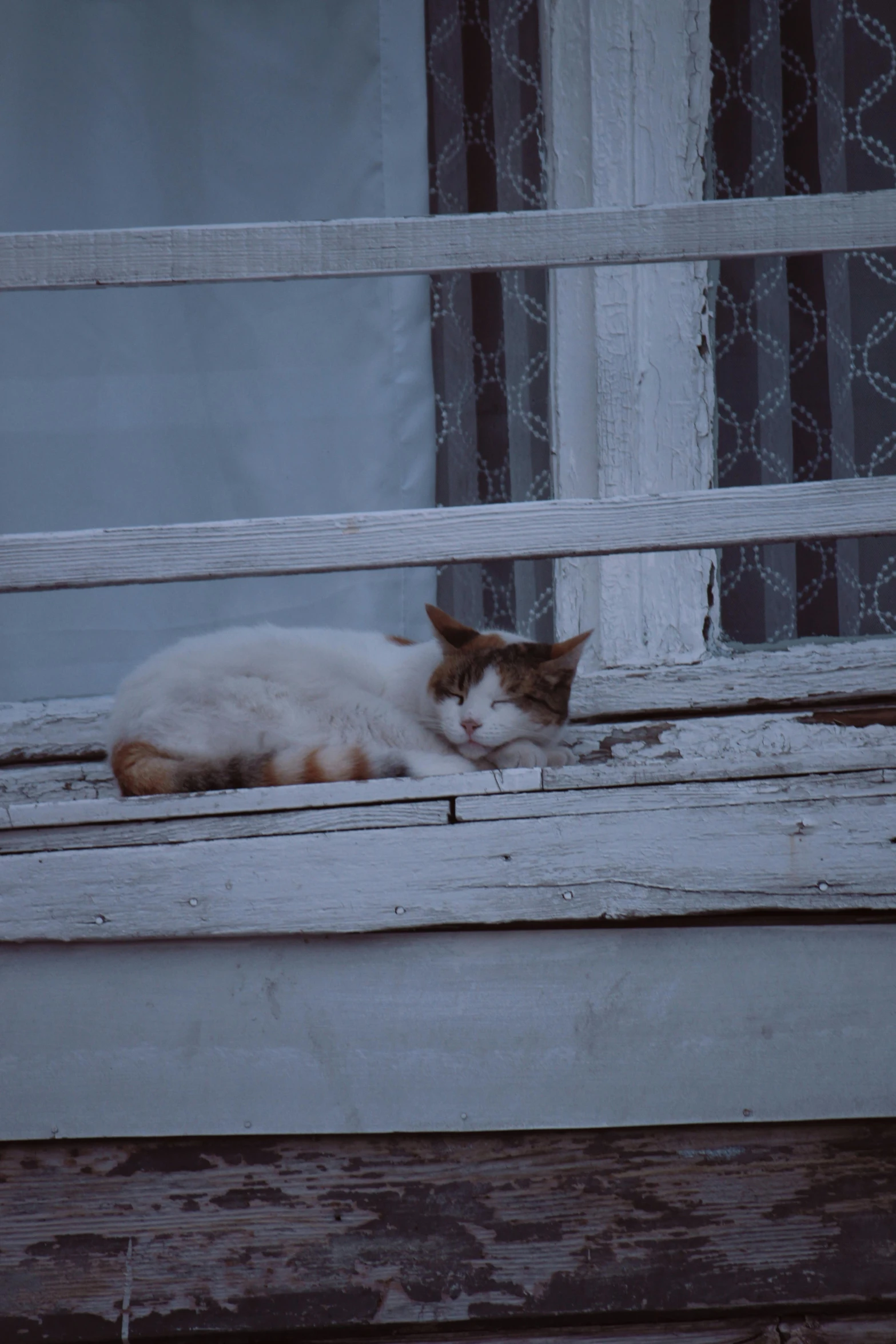 a cat laying in an old window sill