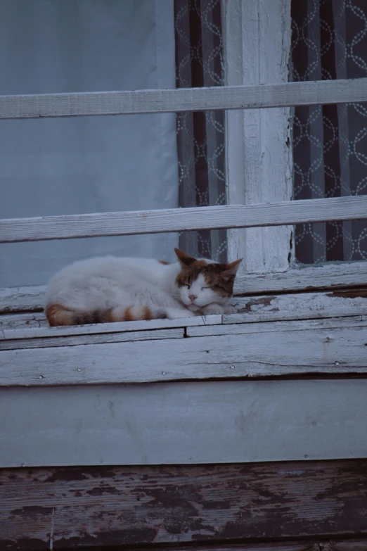 a cat laying in an old window sill