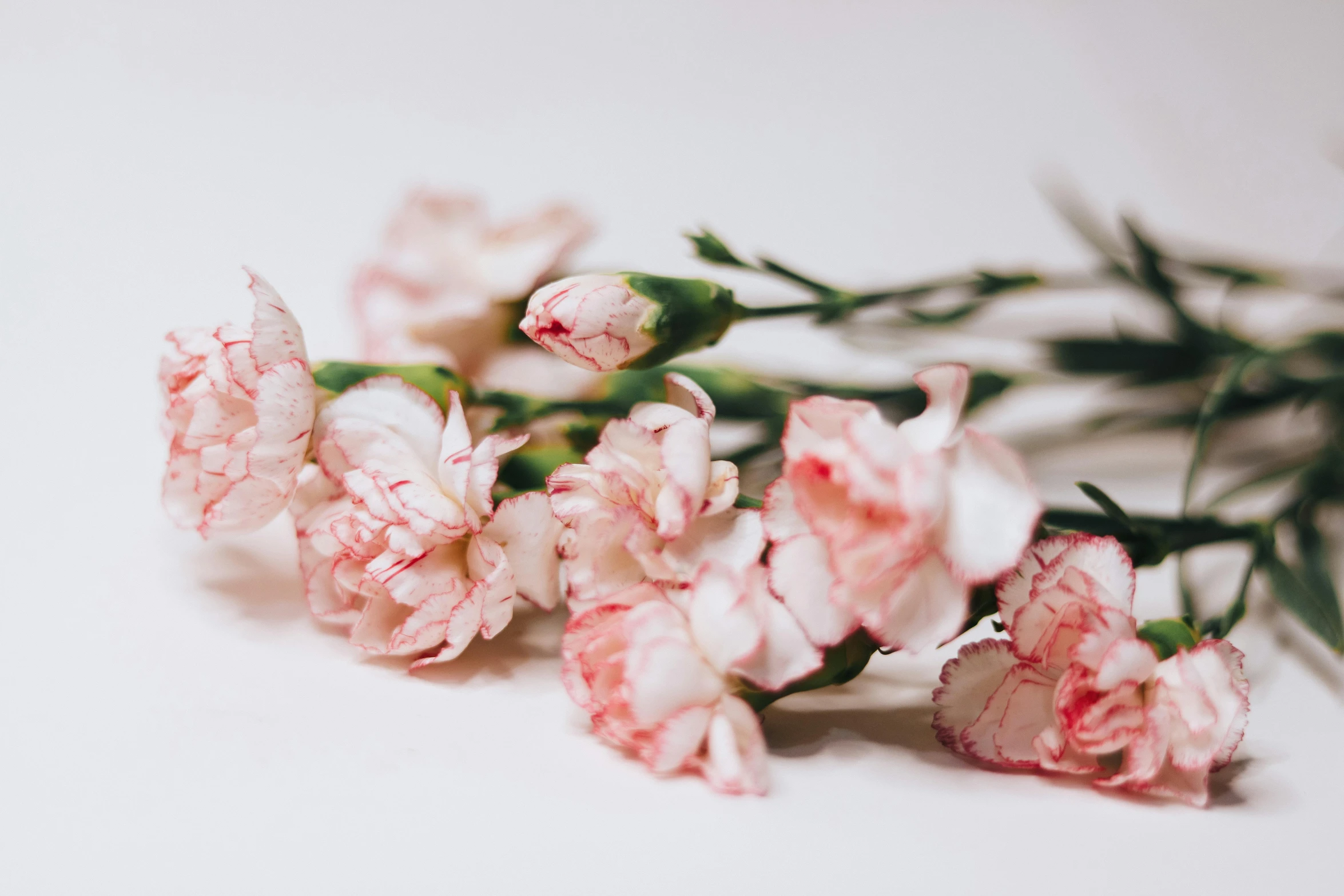 some pink flowers on a white surface