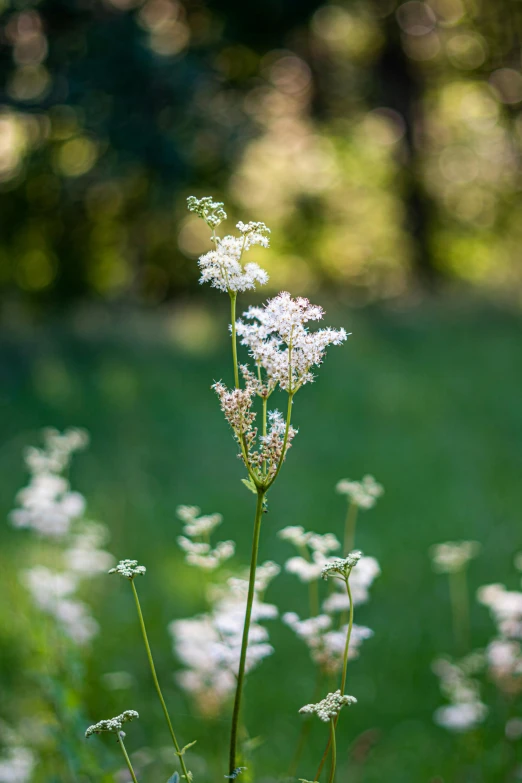 white wildflowers blooming on the edge of a field