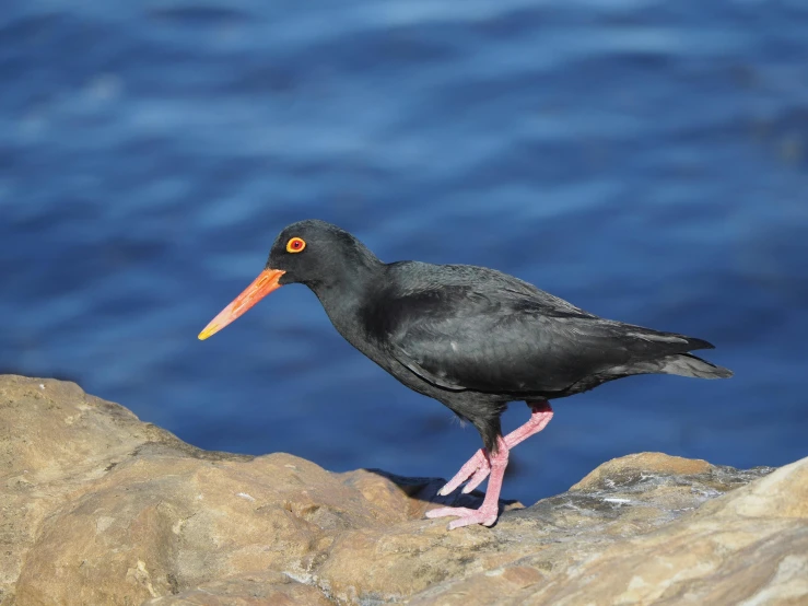 a bird perched on a large rock next to a body of water