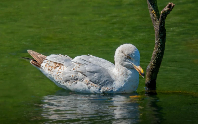 a bird with its wings spread is sitting on the water