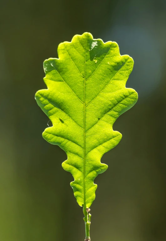 a green leaf on a stem with little water droplets