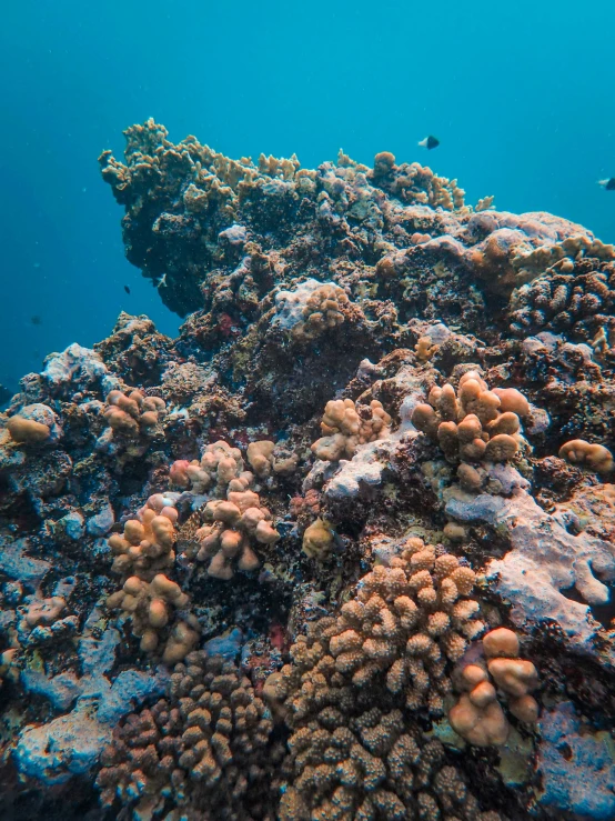 a sea surface full of colorful hard and soft corals
