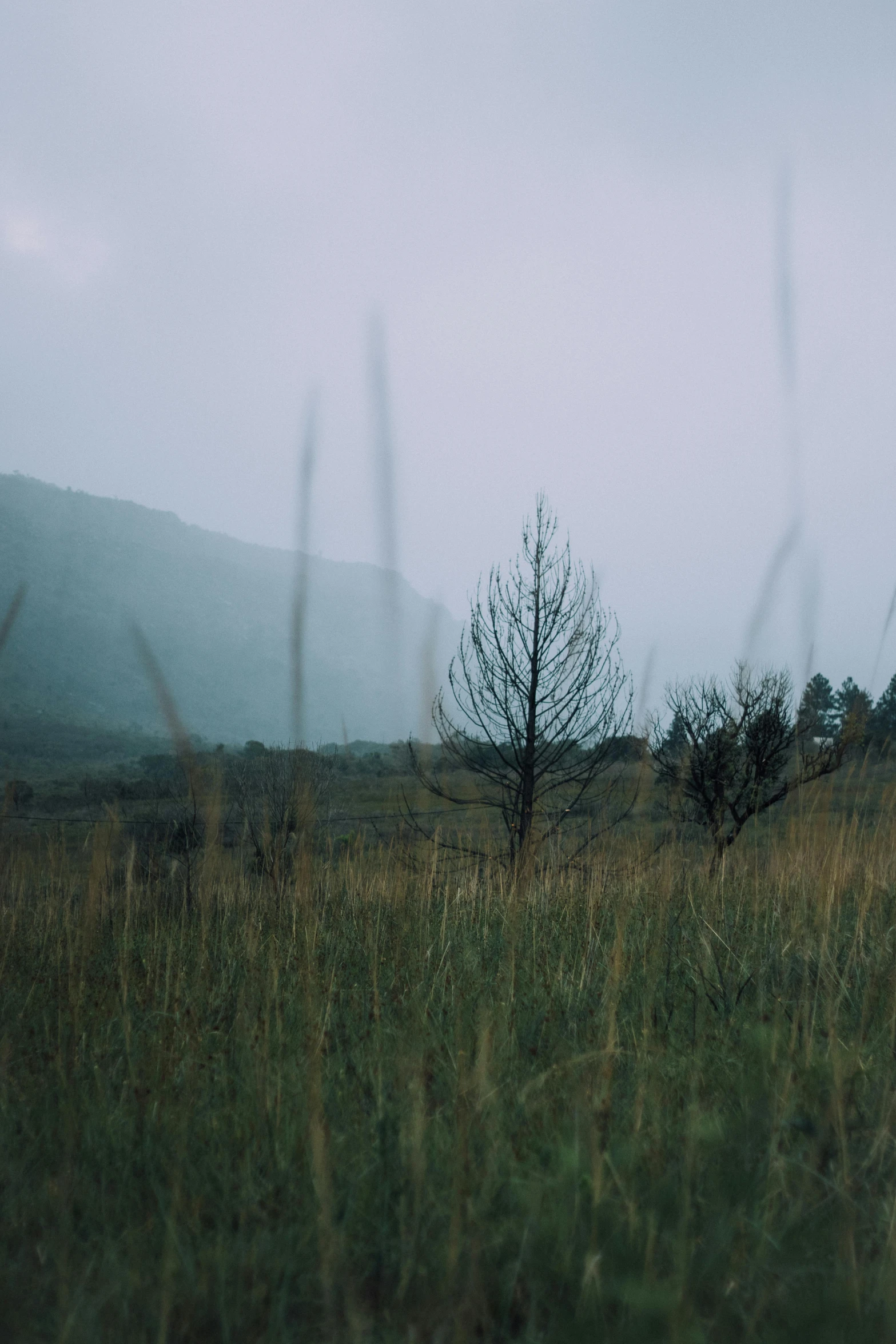 trees are shown in a field on a cloudy day