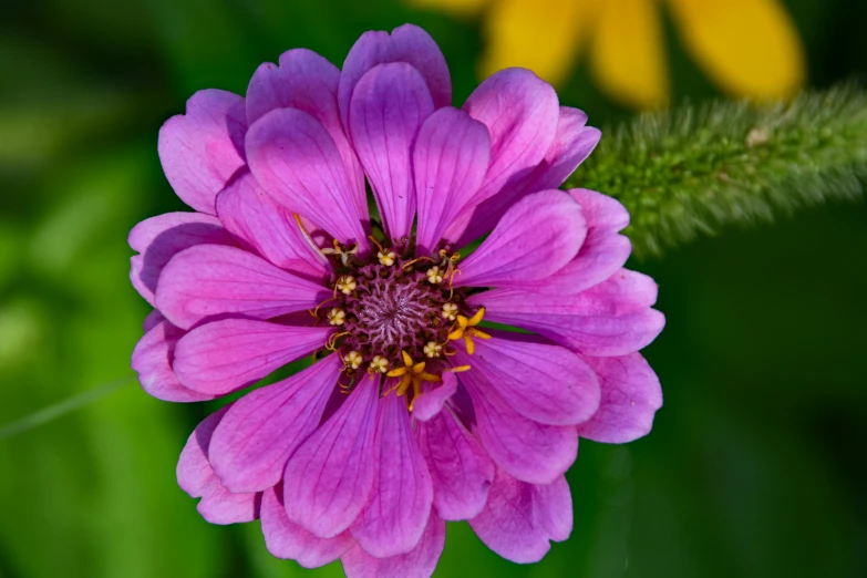 a closeup s of a pink and yellow flower