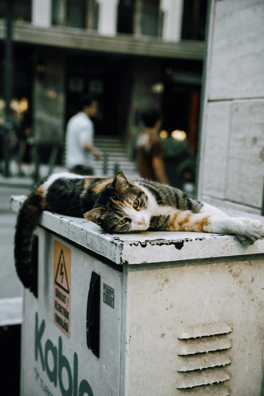a cat laying on top of a box in the middle of a street