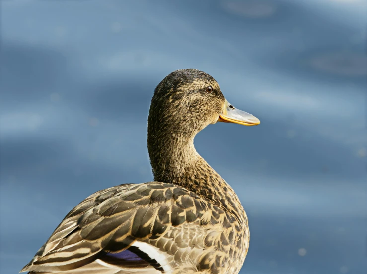 a duck stands on the water, looking at the camera