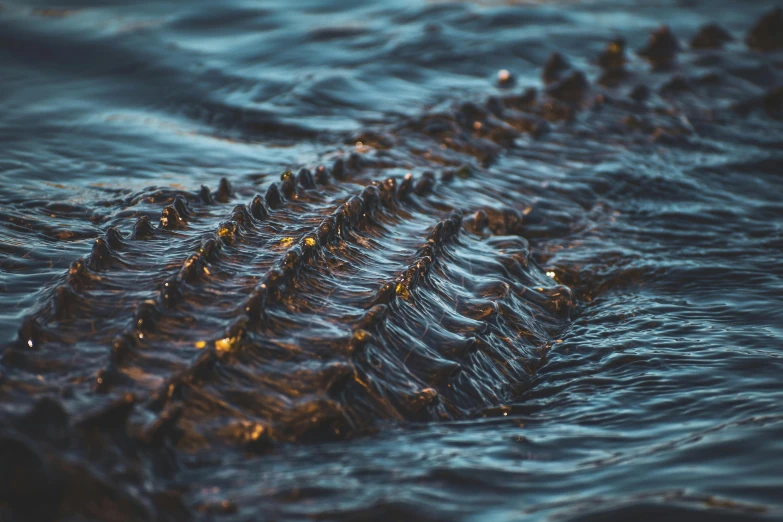 a long line of crocodiles swimming in the water