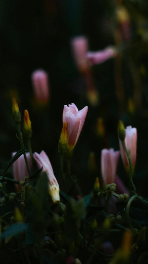 a bunch of pink flowers that are in a field