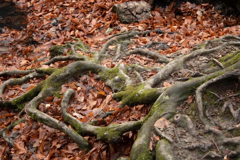 two old tree roots sitting in the forest