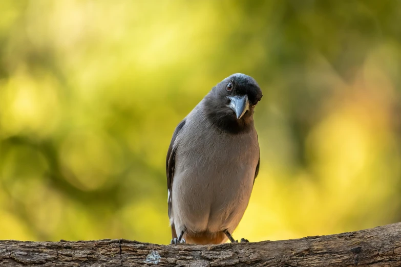 a bird standing on a nch with soing in its mouth