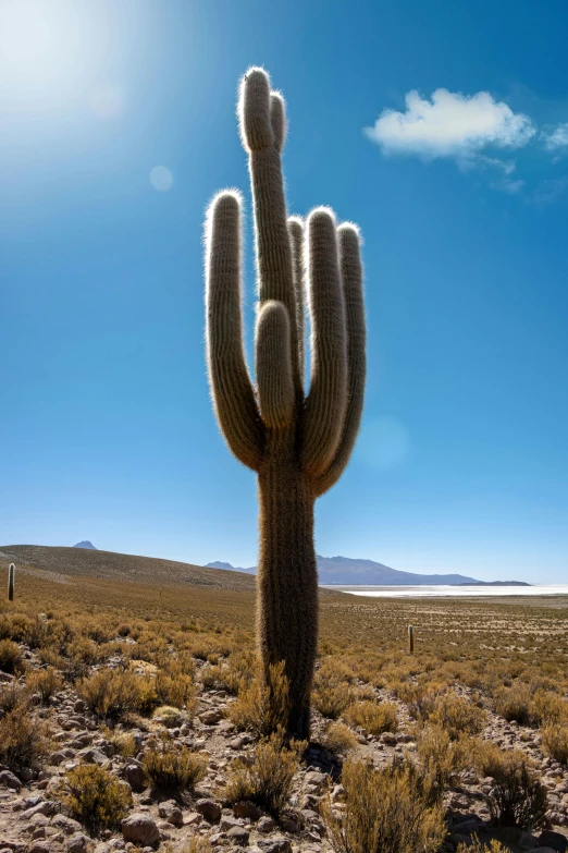 a large cactus standing alone in a desert landscape