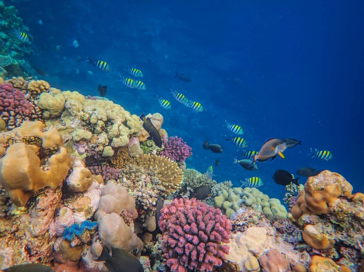 fish swim around some coral reef in the ocean