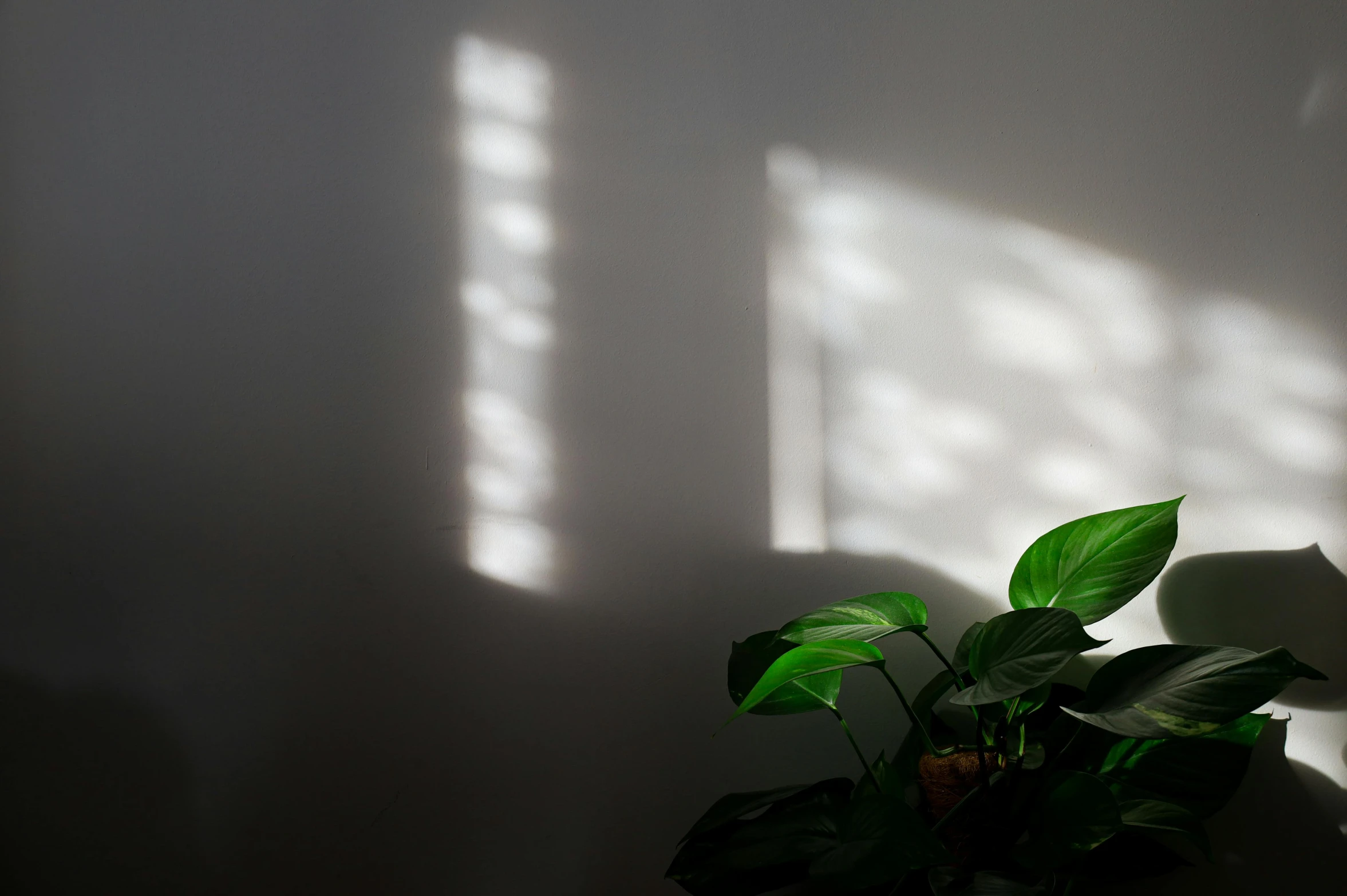 a green plant that is on a table