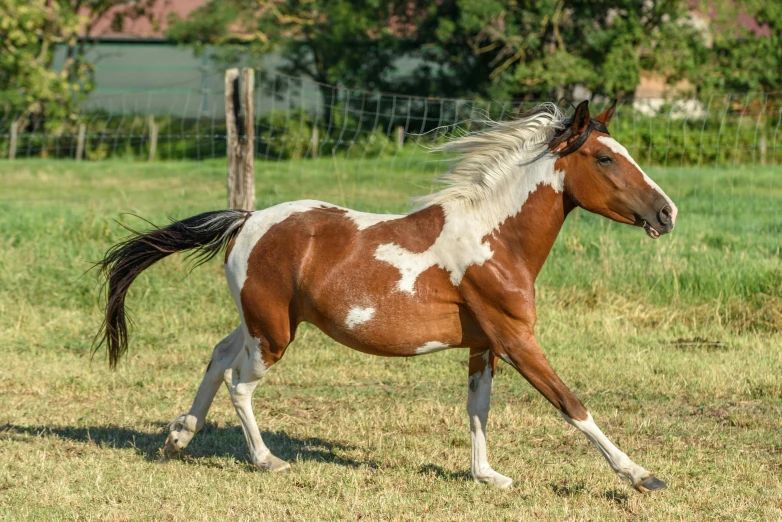 a brown and white horse walking across grass