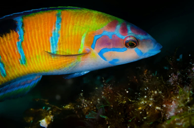 a colorful fish swimming in an aquarium next to some algae