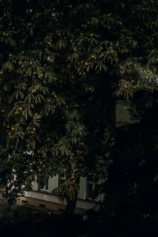 a man sitting on a bench under a tree