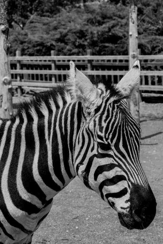 a black and white po of a ze in an enclosure