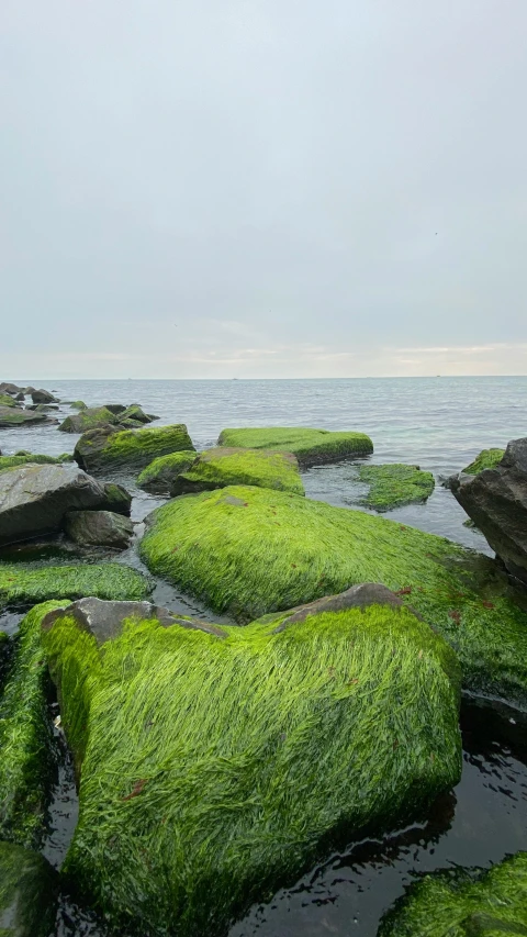 there are many green plants growing on the rock by the water