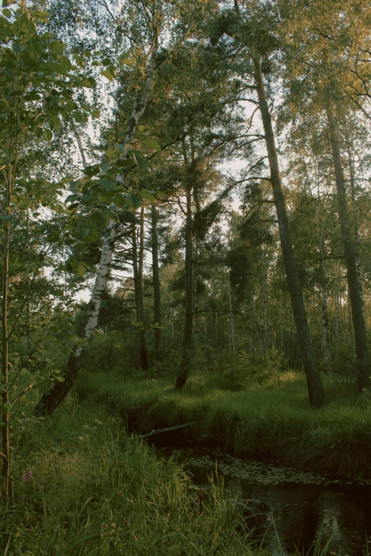 a small stream in a forest during the day