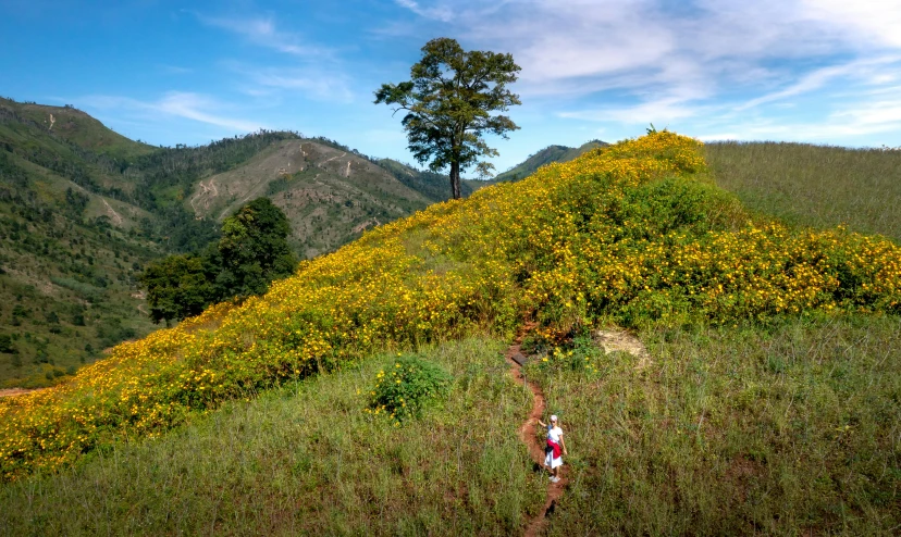 a hillside with tall grass and wild flowers on top of it