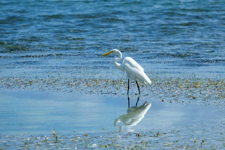 a white bird stands on the shore line near some water