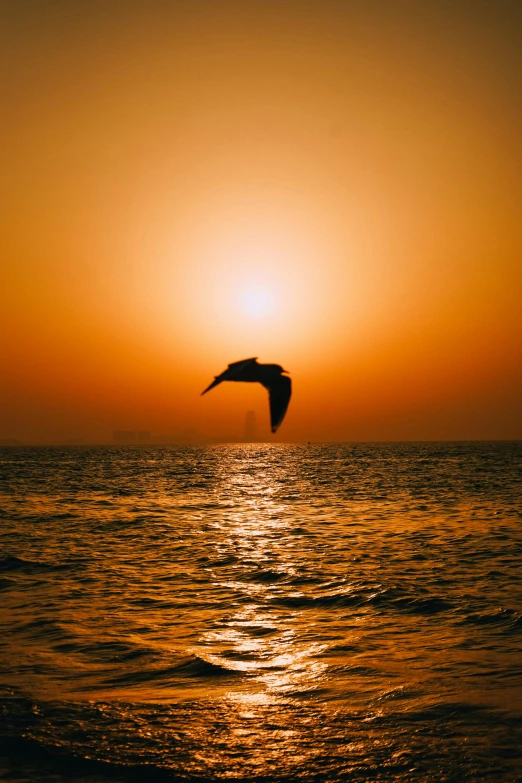 a bird is flying in front of the sun