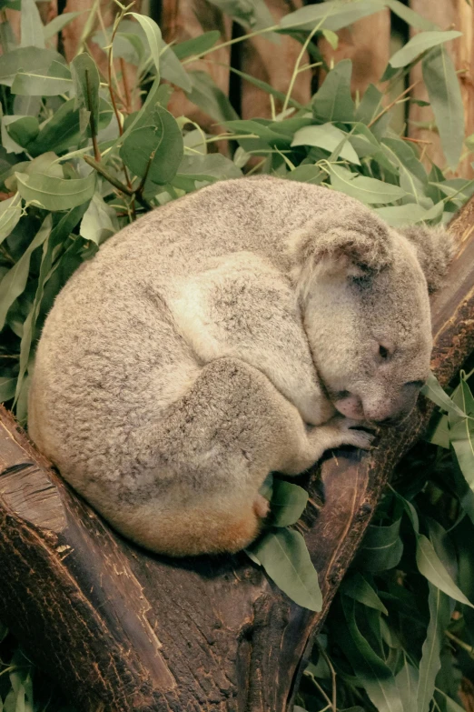 a small koala is sleeping on a tree nch