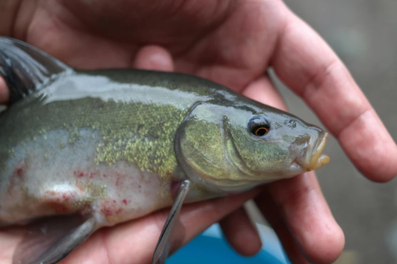 a fish that is being held in a persons hands