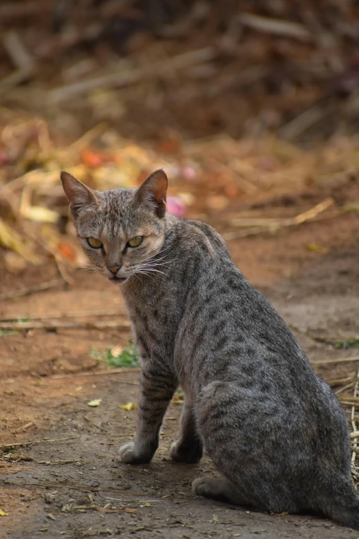 a grey cat sitting in dirt and grass