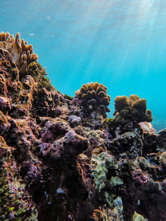 corals and fish that are swimming around