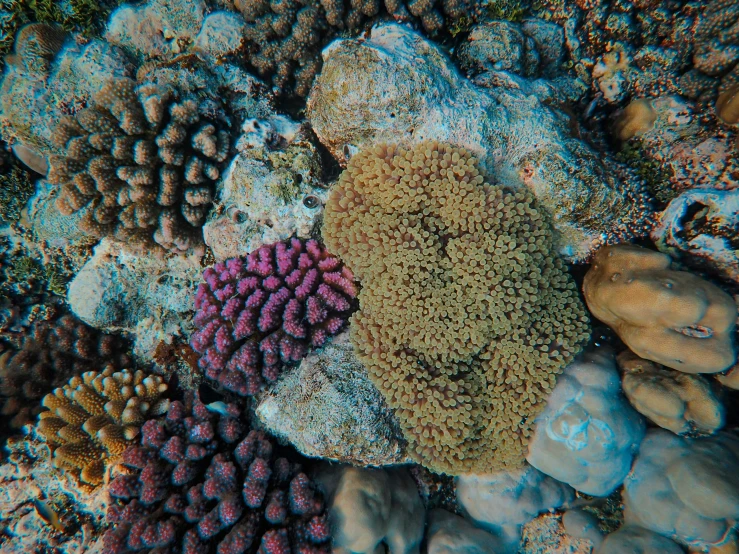 corals and sponge on a rocky reef reef