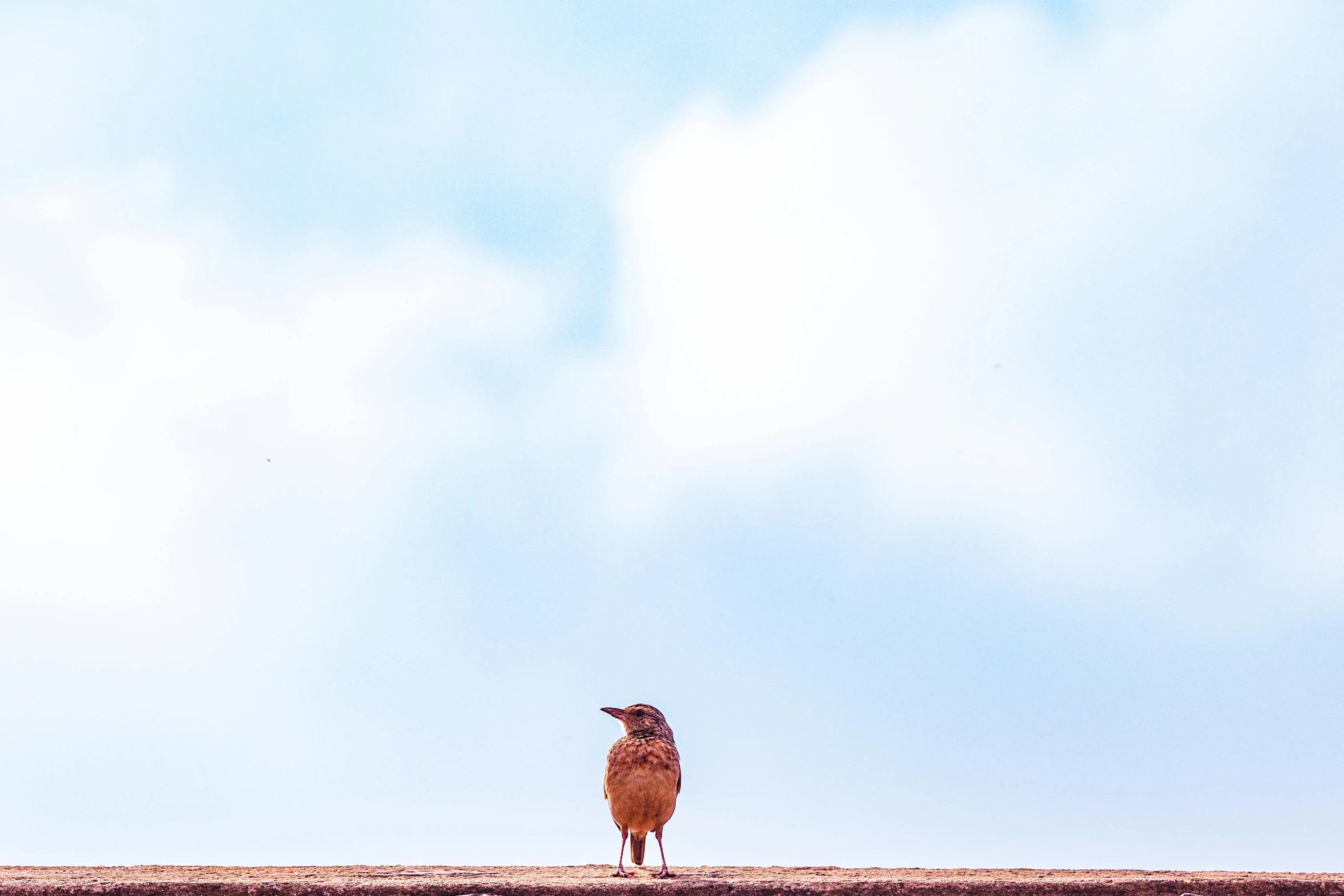 a bird standing on a desert plain under a blue sky