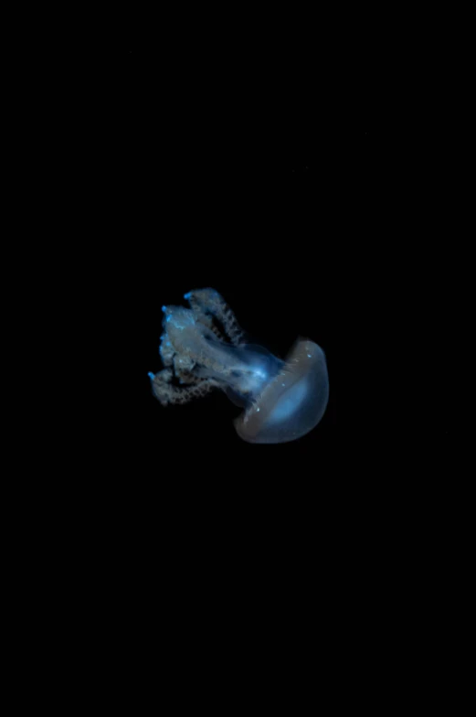 jellyfish swimming through the dark waters in the water