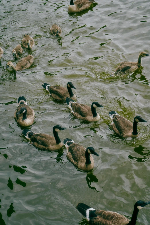 there are many ducks on the water together