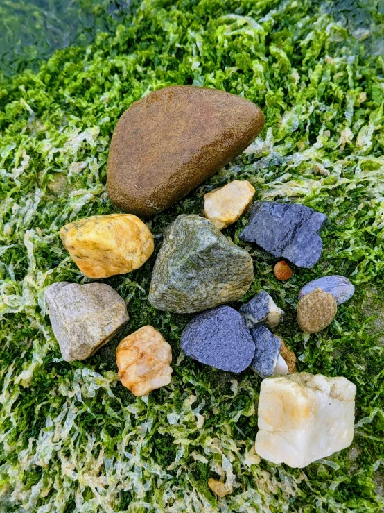 a variety of rocks and plants on a patch of moss