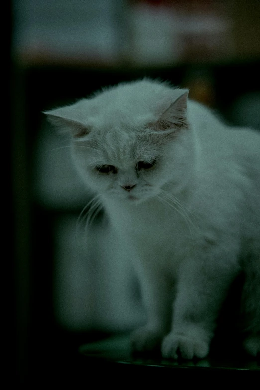 a white cat sitting on top of a shelf