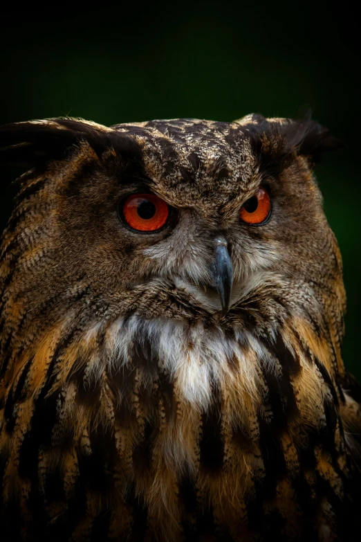 a close up of an owl's face with bright eyes