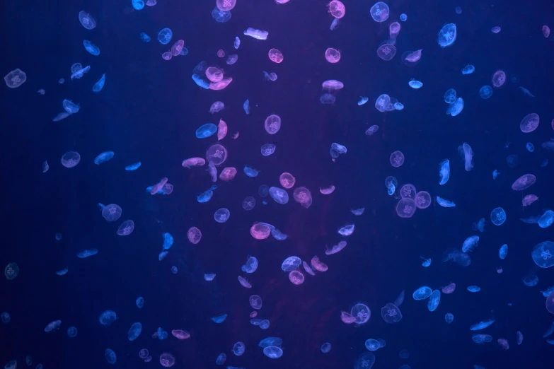 a blue, black, and pink image shows bubbles in dark blue water