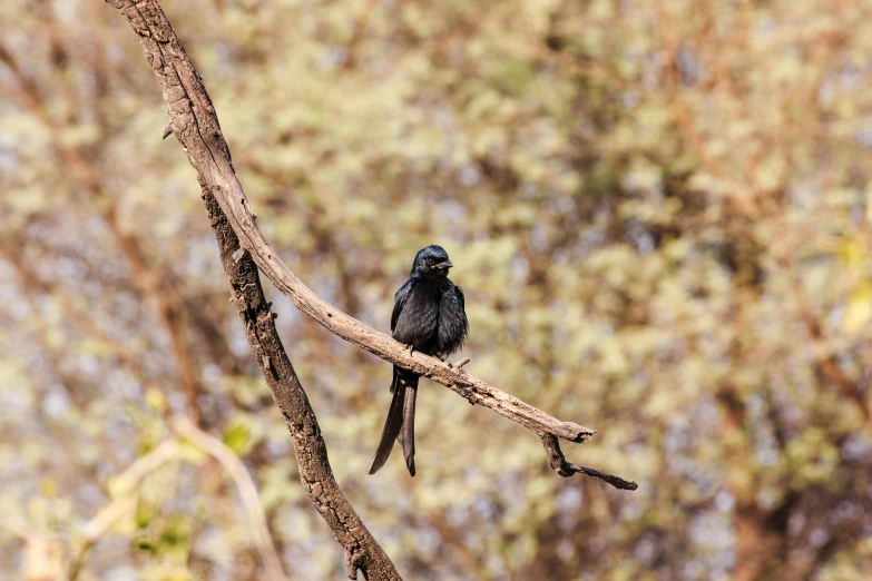 a black bird with a blue head sits on a nch