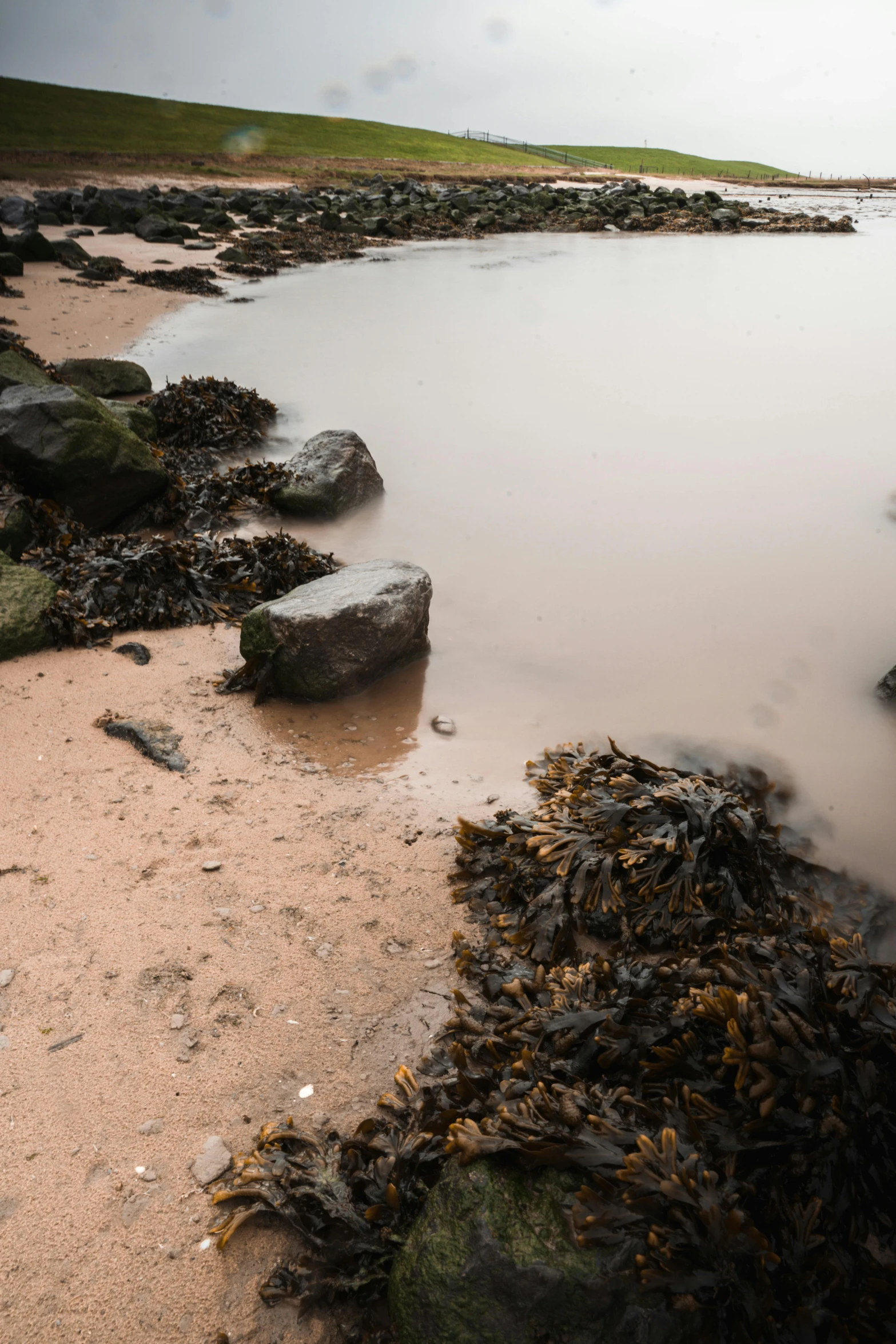 an area with many different types of seaweed