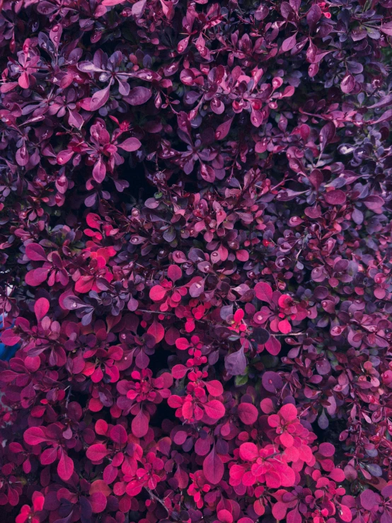 red flowers that are blooming on the top of a bush