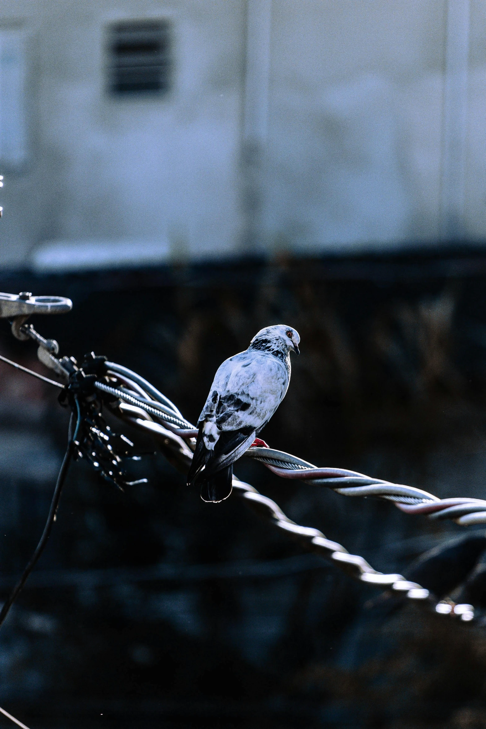 a pigeon sits on a wire in front of a building